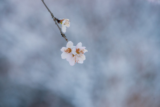 桃花