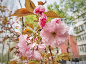樱花