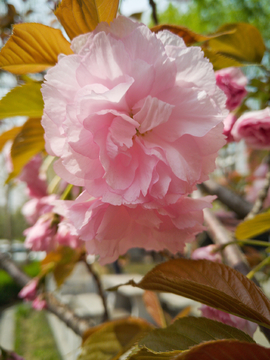 樱花