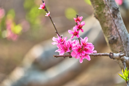 高清桃花