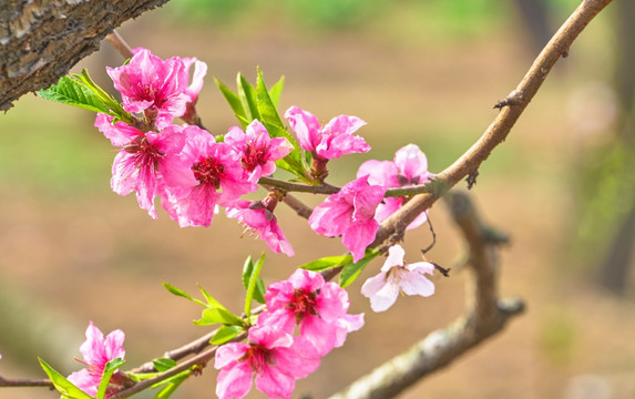 高清桃花