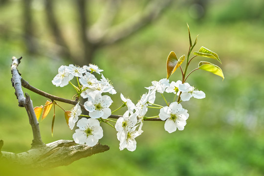 高清梨花 梨树枝