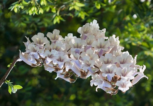 泡桐树 泡桐花 紫花泡桐