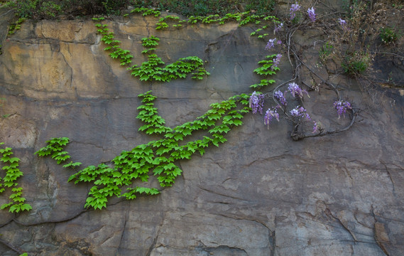 岩石 爬山虎 紫藤花