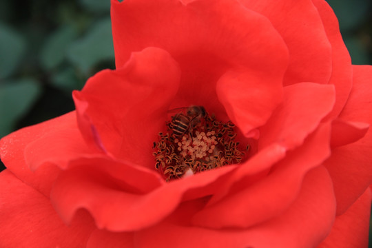 红花与蜜蜂
