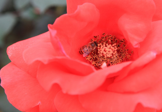 红花与蜜蜂