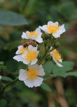 小白花与蜜蜂