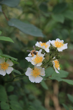 小白花与蜜蜂