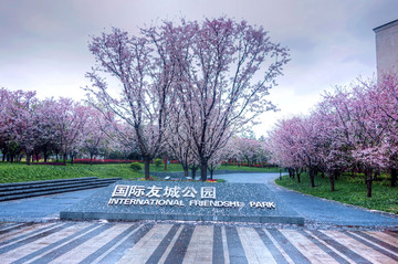金华国际友城公园樱花树