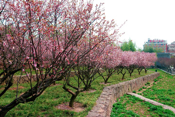 金华梅园粉色梅花树