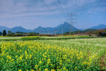 浙江兰溪芝堰村油菜花田