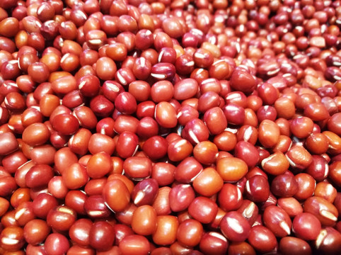 珍珠红豆