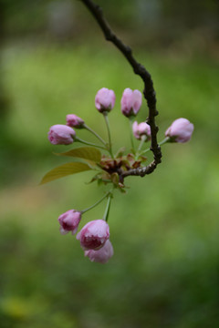 樱花素材