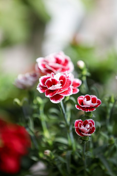 鲜花