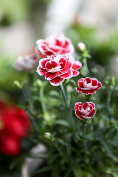 鲜花