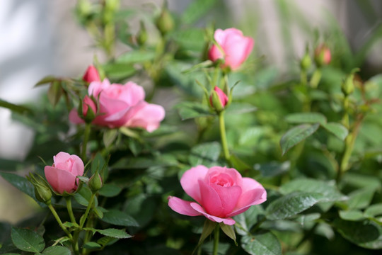 鲜花