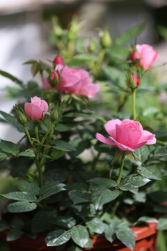 鲜花