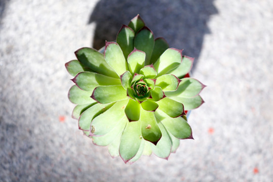 多肉植物