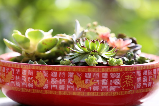 多肉植物