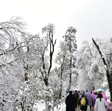 海螺沟 贡嘎山 雪山 柏树
