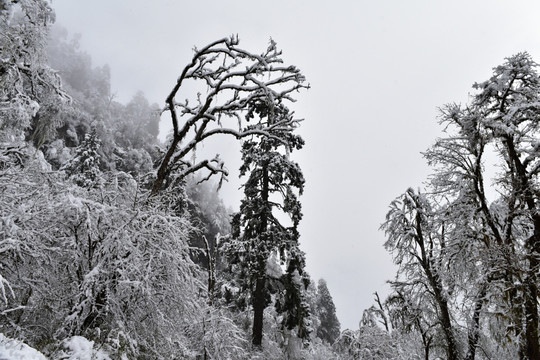 海螺沟 贡嘎山 雪山 柏树
