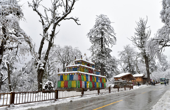 海螺沟 贡嘎山 雪山 柏树