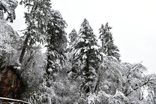 海螺沟 贡嘎山 雪山 柏树