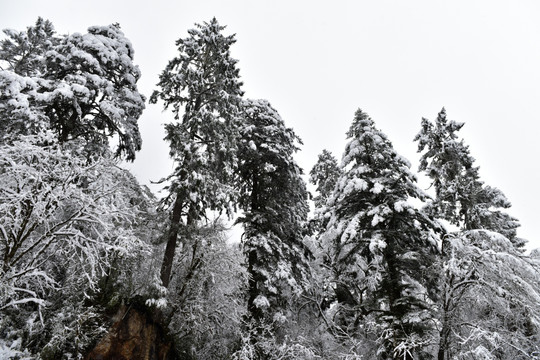 海螺沟 贡嘎山 雪山 柏树