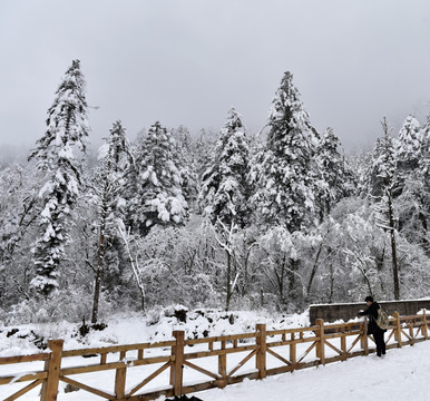 海螺沟 贡嘎山 雪山 柏树