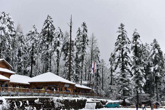 海螺沟 贡嘎山 雪山 柏树