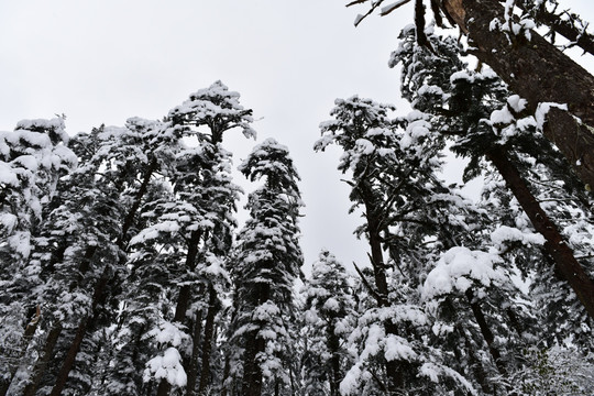 海螺沟 贡嘎山 雪山 柏树
