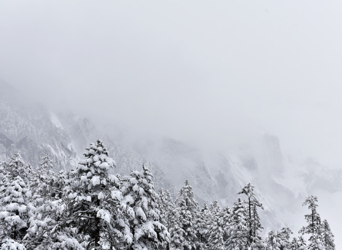 海螺沟 贡嘎山 雪山 柏树