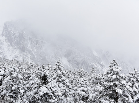 海螺沟 贡嘎山 雪山 柏树