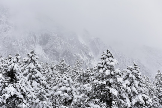 海螺沟 贡嘎山 雪山 柏树