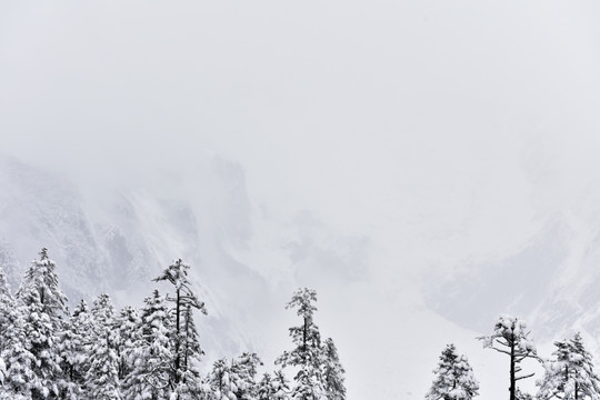 海螺沟 贡嘎山 雪山 柏树