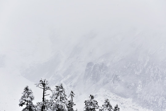 海螺沟 贡嘎山 雪山 柏树