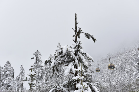 海螺沟 贡嘎山雪山 柏树