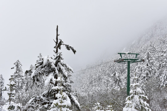 海螺沟 贡嘎山 雪山 柏树