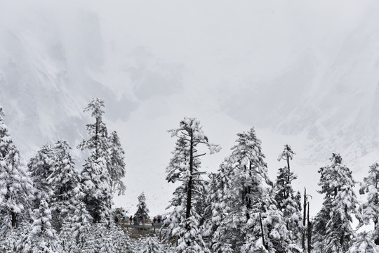 海螺沟 贡嘎山 雪山 柏树