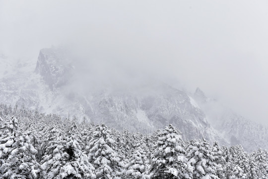 海螺沟 贡嘎山 雪山 柏树