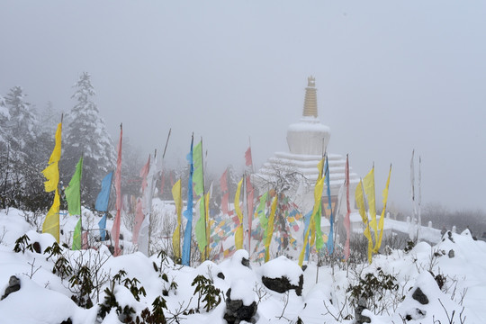 海螺沟 贡嘎山 柏树 松树