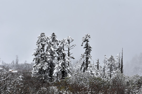 海螺沟 贡嘎山 柏树 松树