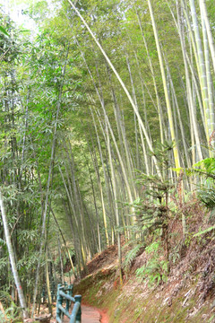 赤水红石野谷 竹海风光