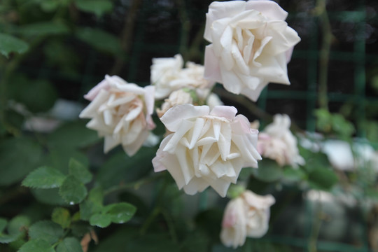 花卉 月季 月季花 春天 美丽
