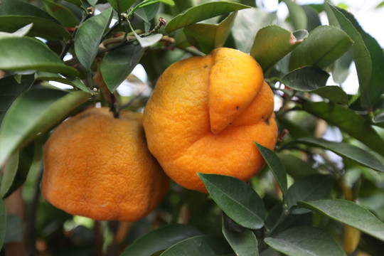 橘子 丑橘 桔子 果实 水果