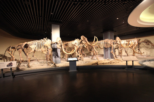 猛犸 文物 考古 大象 骨骼