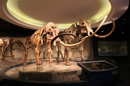 猛犸 文物 考古 大象 骨骼