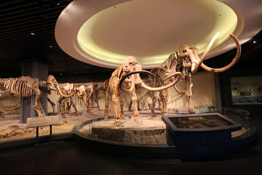 猛犸 文物 考古 大象