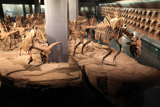 远古动物化石 野牛 考古 化石