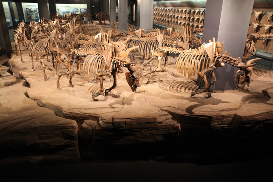 野牛 考古 化石